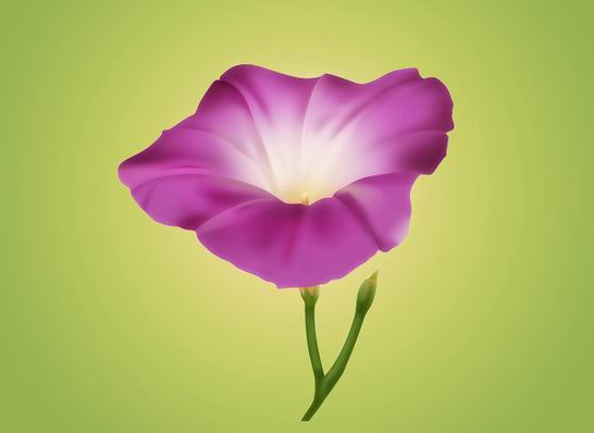 Photoshop鼠绘一朵漂亮的鲜花